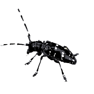 5 FREE Asian Longhorn Beetle Magnets