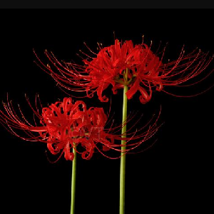 Free Set Of Red Spider Lily Bulbs Lycoris Radiada Free Shipping Vonbeau