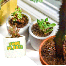 3 Live Succulents for $8.50 Shipped