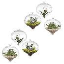 6 Glass Hanging Air Planters $8.79