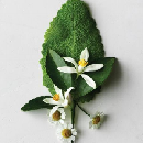 Freebie Image