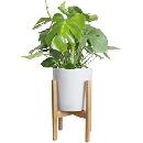 Up to 50% Off Costa Farms Live Plants