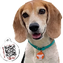 Free Dog ID Tag