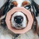 FREE Dog Toy from Maxbone
