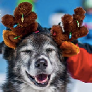 Free Pet Antlers w/Purchase