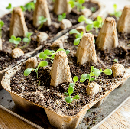 FREE Seeds