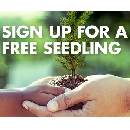 FREE Tree Seedling
