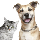 Free Pet Accessories Product Testing