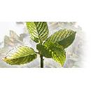 Free Maeng Da Kratom Capsules