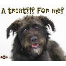 Free Organix Dog Treat Cookie