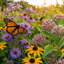FREE Pollinator Seeds