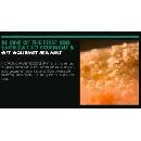 Free Gourmet Sea Salt
