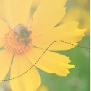 FREE Wildflower Seed Paper