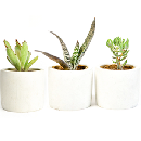 3 LIVE Plants for $5 Shipped