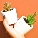 2 FREE Succulents with FREE Shipping