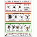 Free USA Spider Identification Chart